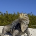 iguana_cuban_jar_v_2116_cub5230.jpg